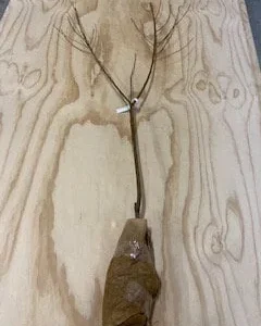 Red Haven Peach Tree - Grafted Bare Root Fruit Tree for Home Orchard - Image 5