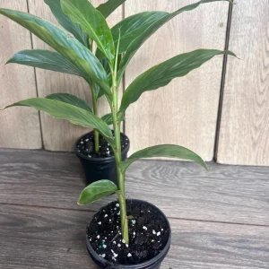 Red Hawaiian Ginger Live Plant – Alpinia purpurata – 4 inch Pot – Tropical Outdoor - Image 5