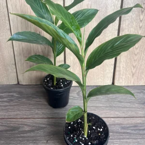 Red Hawaiian Ginger Live Plant – Alpinia purpurata – 4 inch Pot – Tropical Outdoor - Image 7