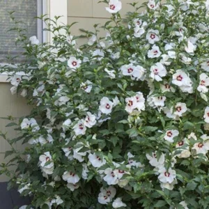 Red Heart Rose of Sharon Bare-root Plant - Hibiscus Syriacus - White & Red Flowers - Image 2