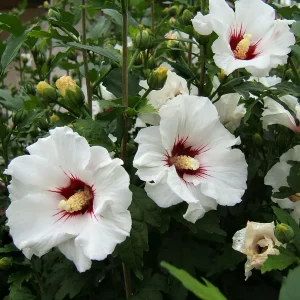 Red Heart Rose of Sharon Hibiscus Syriacus Live Plant, 2.5'' Pot, 10-18'' Tall, Outdoor Shrub - Image 1