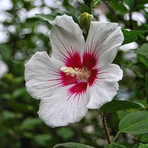 Red Heart Rose of Sharon Hibiscus Syriacus Live Plant, 2.5'' Pot, 10-18'' Tall, Outdoor Shrub - Image 4
