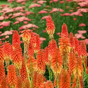 Red Hot Poker Bareroot Plant - Kniphofia Torch Lily Live Perennial - Image 2