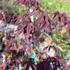 Red Japanese Maple Live Plant - Acer palmatum Atropurpureum - 1-2 ft Tall in 1 Gallon Pot - Image 1