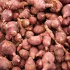 Red Jerusalem Artichoke Tubers - Fuseau Variety - Winter Hardy Sunchokes - Image 1
