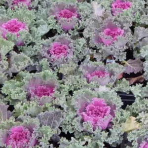 Red Kale Live Plant – 4 Inch Pot Ornamental Edible Vegetable – Cold Hardy - Image 2