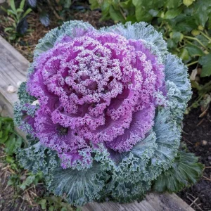 Red Kale Live Plant – 4 Inch Pot Ornamental Edible Vegetable Kale - Image 4