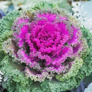 Red Kale Live Plant – 4 Inch Pot Ornamental Edible Vegetable – Cold Hardy - Image 1