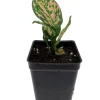 Red Lady Valentine Chinese Evergreen Plant - Aglaonema Live Plant - 2.5 inch Pot - Indoor - Image 1