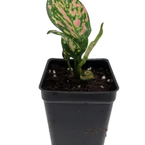 Red Lady Valentine Chinese Evergreen Plant - Aglaonema Live Plant - 2.5 inch Pot - Indoor - Image 1