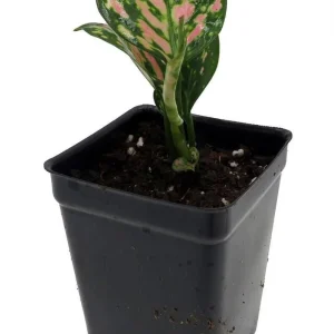 Red Lady Valentine Chinese Evergreen Plant - Aglaonema Live Plant - 2.5 inch Pot - Indoor - Image 4