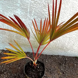 Red Latan Palm Tree (Latania lontaroides) Live Plant - 3 Gallon Pot - Image 2