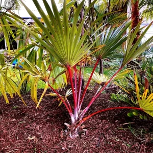 Red Latan Palm Tree (Latania lontaroides) Live Plant - 3 Gallon Pot - Image 1