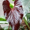 Red Leaf Anthurium Starter Plant - Live Houseplant for Indoor Decor - Image 1