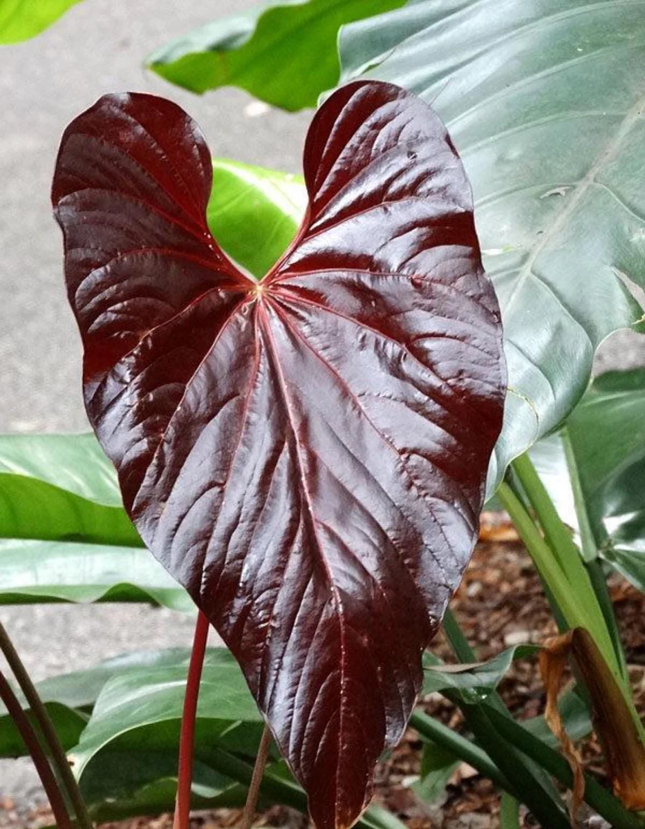 Red Leaf Anthurium Starter Plant - Live Houseplant for Indoor Decor - Image 1
