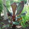 Red Leaf Banana Live Plant - Ensete ventricosum 'Maurelii' - 1 ft Tall in 6" Pot - Image 1