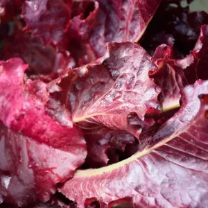 Red Leaf Lettuce Seeds - High Yielding Heirloom Non-GMO Vegetable Seeds - Image 2