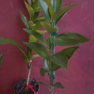 Red Lime Tree Live Plant - Grafted Citrus in 1/2 Gallon Pot, Fruit Bearing - Image 7