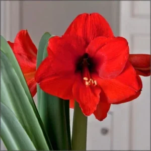 Red Lion Amaryllis Bulb – Easy to Grow Bulbs – Includes Growing Medium – 26-28 cm - Image 3