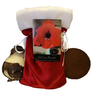 Red Lion Amaryllis Bulb Growing Kit with Gift Bag & Medium, Indoor Holiday Plant - Image 1