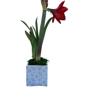 Red Lion Amaryllis Bulb Growing Kit with Gift Bag & Medium, Indoor Holiday Plant - Image 2