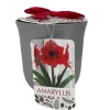 Red Lion Amaryllis Bulb Kit with Ceramic Vase & Growing Medium - Image 1