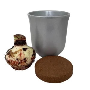 Red Lion Amaryllis Bulb Kit with Ceramic Vase & Growing Medium - Image 3