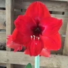 Red Lion Amaryllis Bulbs - Large Red Flower, Indoor/Outdoor, 20-24 Inches Tall - Image 1