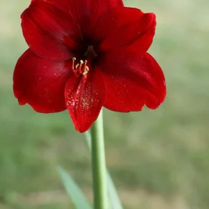 Red Lion Amaryllis Bulbs - Large Red Flower, Indoor/Outdoor, 20-24 Inches Tall - Image 2