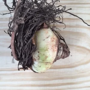 Red Lion Amaryllis Bulbs - Large Red Flower, Indoor/Outdoor, 20-24 Inches Tall - Image 3