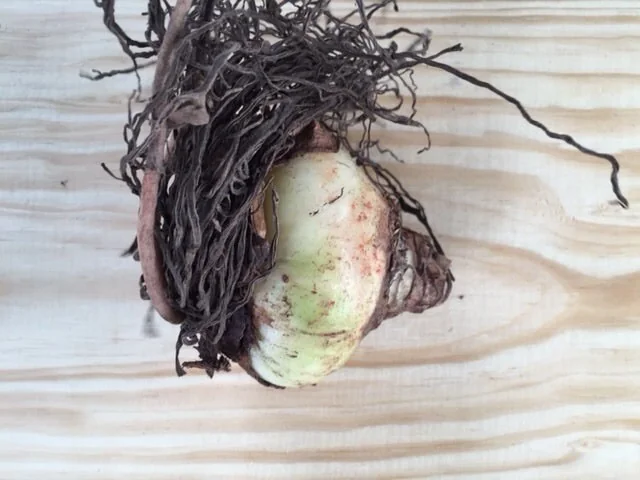 Red Lion Amaryllis Bulbs - Large Red Flower, Indoor/Outdoor, 20-24 Inches Tall - Image 3