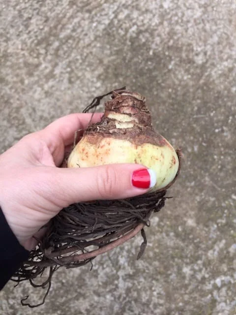 Red Lion Amaryllis Bulbs - Large Red Flower, Indoor/Outdoor, 20-24 Inches Tall - Image 4