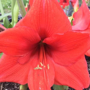 Red Lion Amaryllis Bulbs - Large Red Flower, Indoor/Outdoor, 20-24 Inches Tall - Image 5