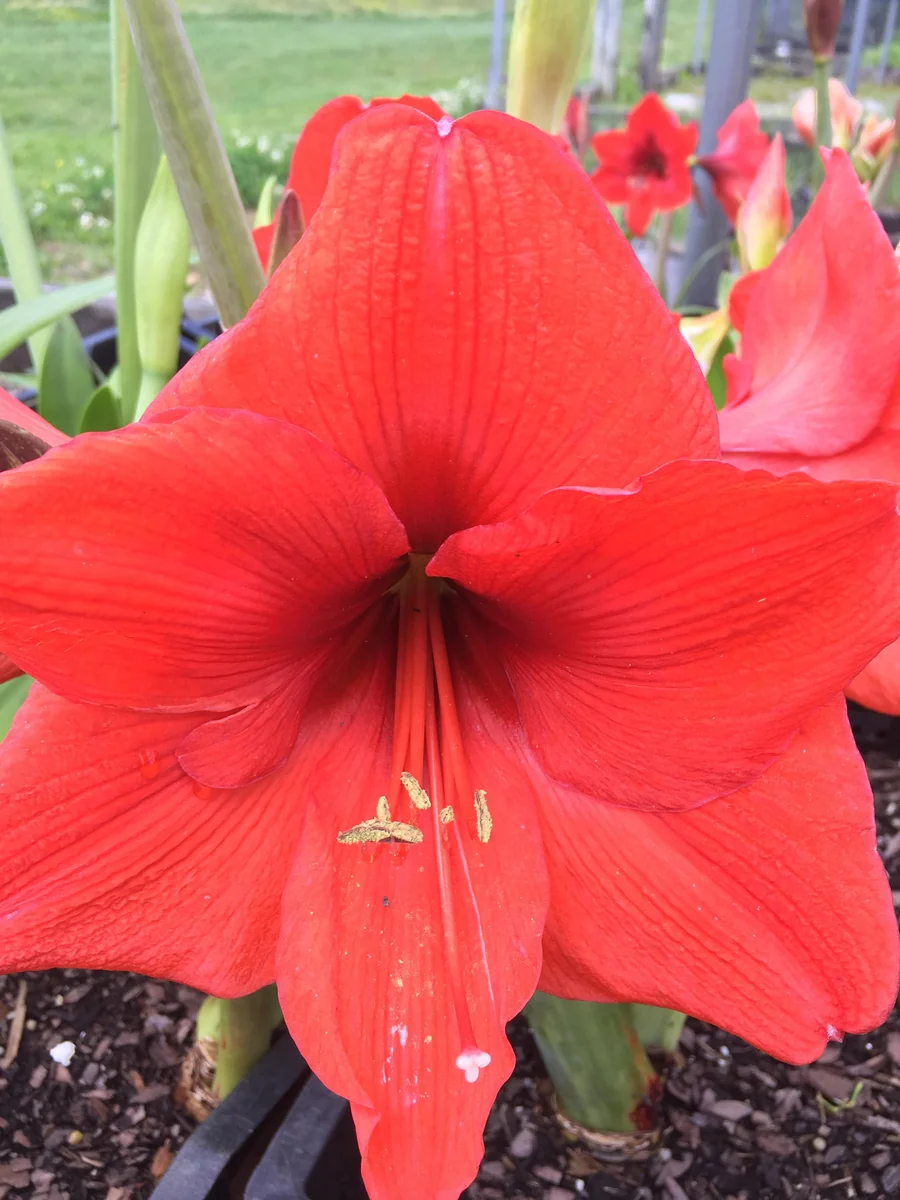 Red Lion Amaryllis Bulbs - Large Red Flower, Indoor/Outdoor, 20-24 Inches Tall - Image 5