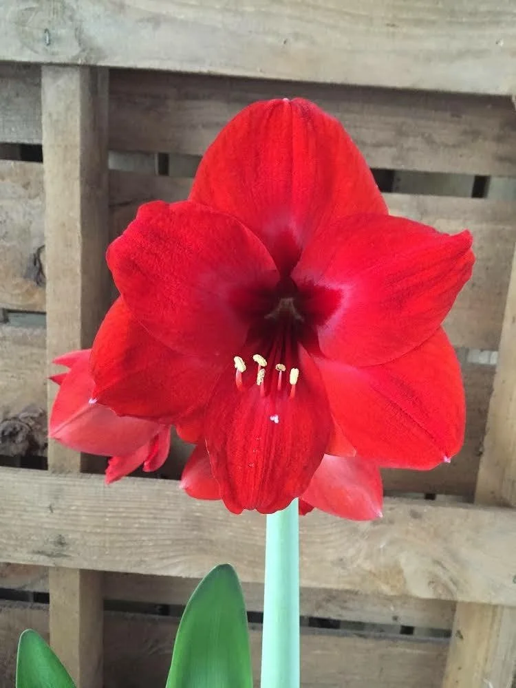Red Lion Amaryllis Bulbs - Large Red Flower, Indoor/Outdoor, 20-24 Inches Tall - Image 1