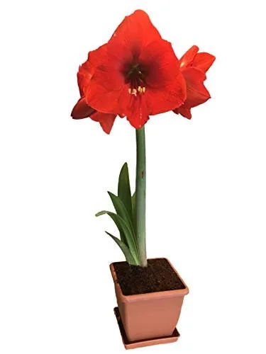 Red Lion Amaryllis Kit - Indoor Bulb Plant - Deep Red Flowers - 20-24 Inches Tall - Image 3