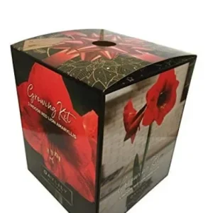 Red Lion Amaryllis Kit - Indoor Live Plant Bulb - Deep Red Flowers - Image 1