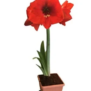 Red Lion Amaryllis Kit - Indoor Live Plant Bulb - Deep Red Flowers - Image 3