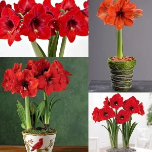 Red Lion Amaryllis Kit - Indoor Live Plant Bulb - Deep Red Flowers - Image 4