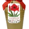 Red Lion Gold Ceramic Amaryllis Kit - Bulb, Vase, Planting Medium - Easy Indoor Bloom - Image 1