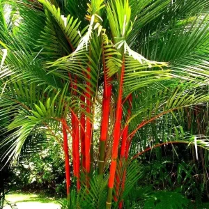 Red Lipstick Palm Live Plant Cyrtostachys Renda - 3 Gallon Pot Tropical - Image 3