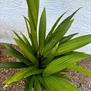 Red Lipstick Palm Live Plant Cyrtostachys Renda - 3 Gallon Pot Tropical - Image 4