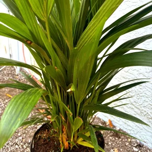 Red Lipstick Palm Live Plant Cyrtostachys Renda - 3 Gallon Pot Tropical - Image 6