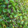 Red Malabar Spinach Seeds - 15 Count - Fast Growing Vine Vegetable - Image 1