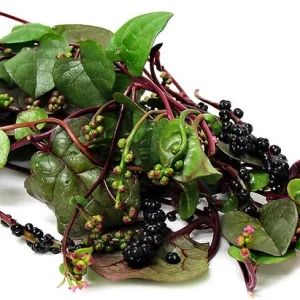 Red Malabar Spinach Seeds - Basella Rubra - Open Pollinated Heirloom Non-GMO - Image 1