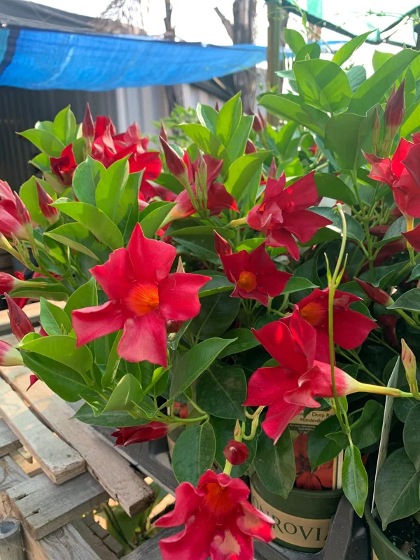 Red Mandevilla Live Plant 4" Pot - Flowering Tropical Vine Outdoor - Image 2