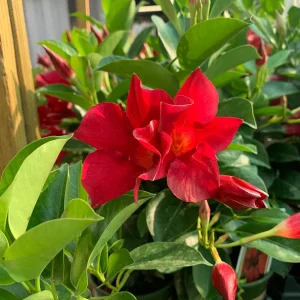 Red Mandevilla Live Plant 4