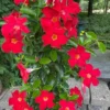 Red Mandevilla Live Plant Starter Set - 2 Vines, 4-6" Tall - Tropical Garden - Image 1