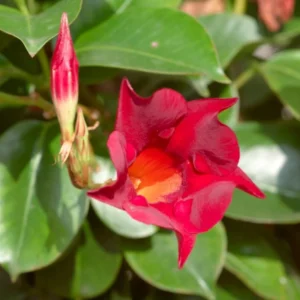 Red Mandevilla Live Plant Starter Set - 2 Vines, 4-6