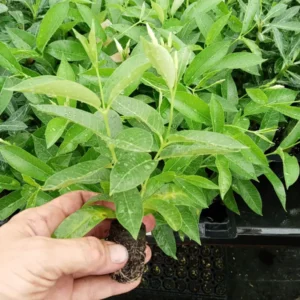 Red Mandevilla Live Plant Starter Set - 2 Vines, 4-6